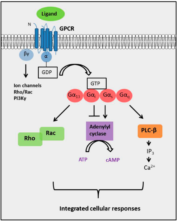 GPCR的信号转导